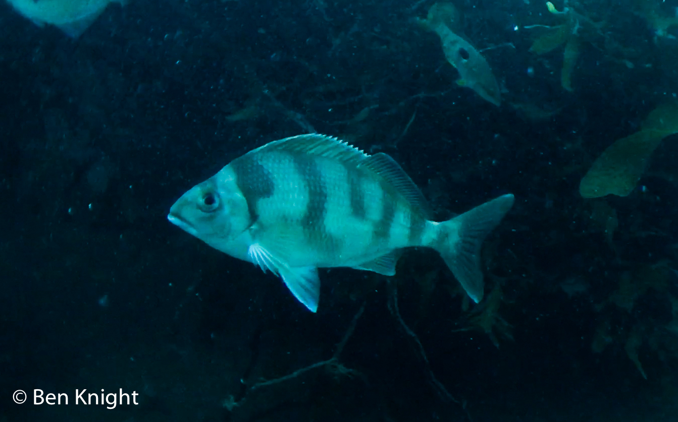 The Mystery Fish - Whats On Kapiti